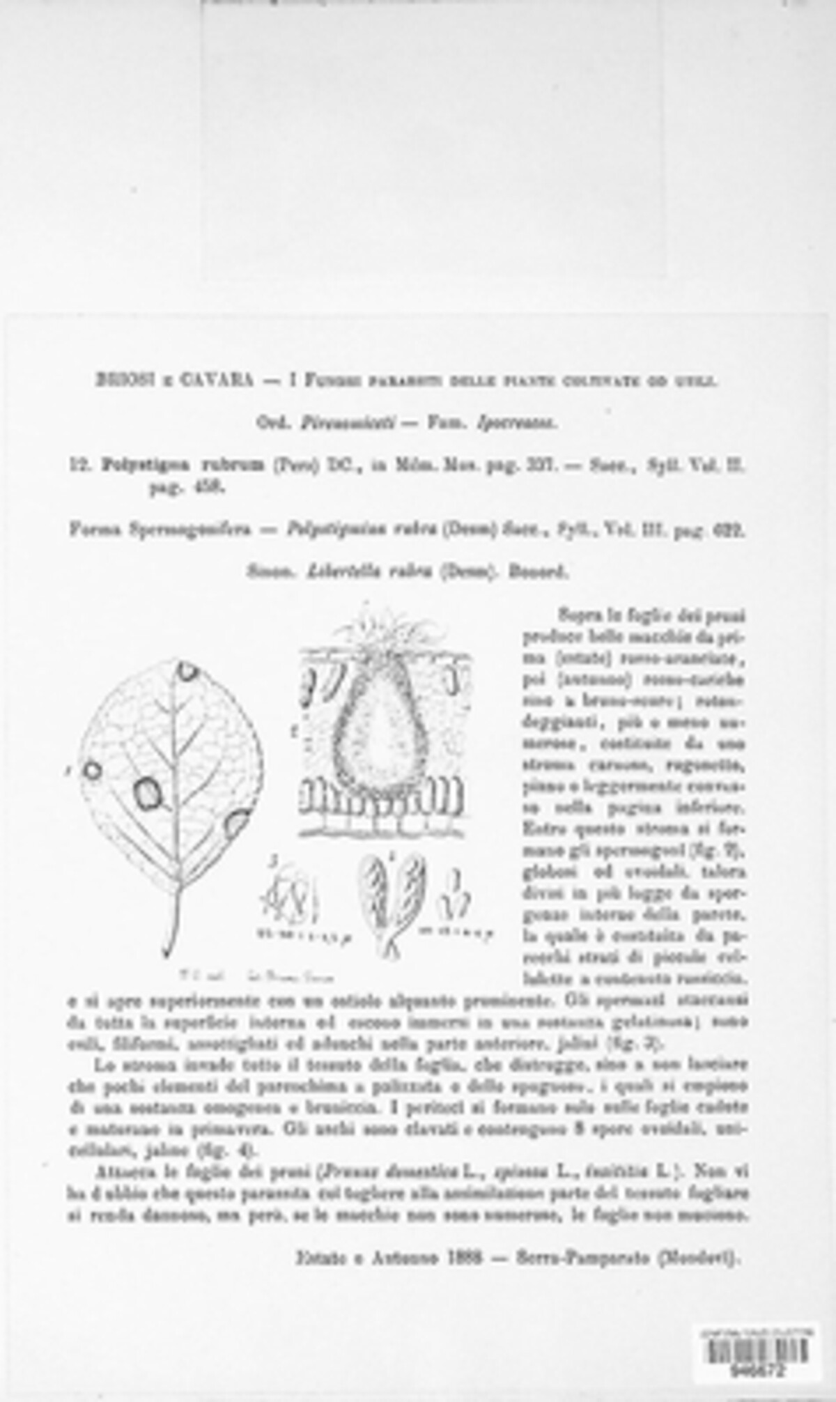 Polystigma rubrum ssp. rubrum image